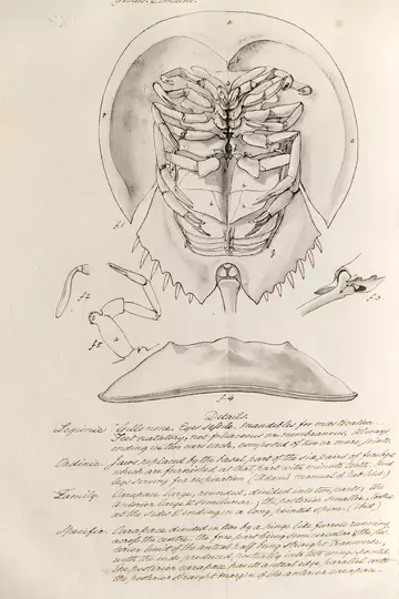 Horseshoe_crab_Limulus_moluccanus_drawing_by_Samuel_Richard_Tickell