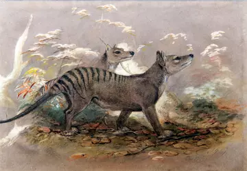 Thylacine_or_Tasmanian_tiger_by_Joseph_Wolf