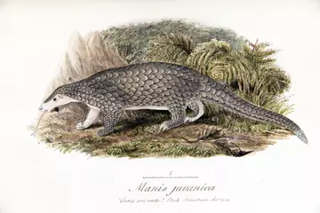 Sunda_pangolin_painting_by_Samuel_Richard_Tickell