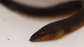 Closeup of eel