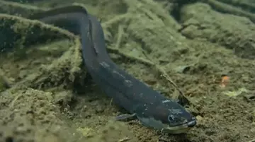 European Eel