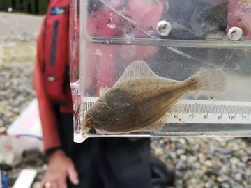 A flounder being studied by ZSL conservationists