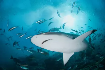 grey_reef_shark