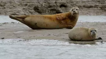 Animals in the Thames seals