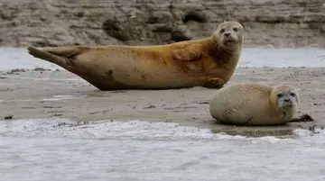 Animals in the Thames seals