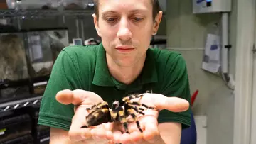 ZSL zookeeper with tarantula spider in palm of hands