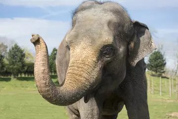 Female Asian elephant with lifted trunk at Whipsnade Zoo