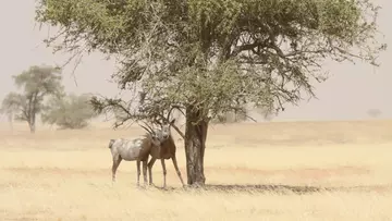 A_scimitar_horned_oryx_with_her_calf