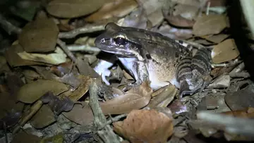 Mountain chicken frog in pile of leaves