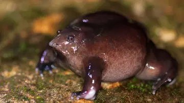 A close up image of a purple frog
