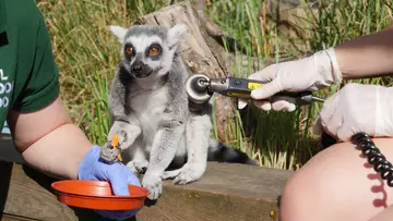 lemur_examination_at_zoo