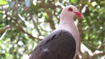 Pink pigeon in Mauritius 