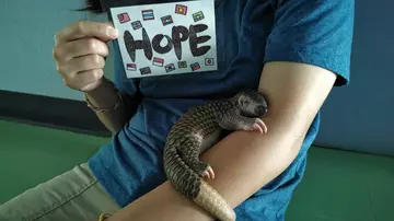 rescued_pangolin_resting_on_arm_of_conservationist