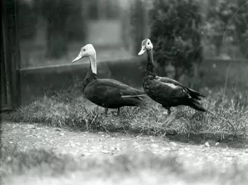 Pink_headed_duck_black_and_white_photo