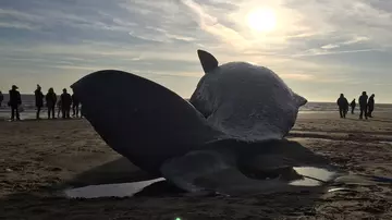 Sperm_whale_on_Skegness_beach