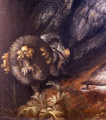 Detail_of_a_dodo_by_Roelandt_Savery 