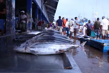 Tuna_being_sold_at_markets_in_Sri_Lanka