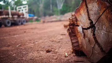 Rainforest logging, log of wood with vehicle in background