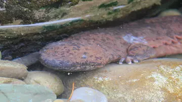 giant_salamander_between_rocks_underwater