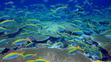 A school of fish and a coral reef