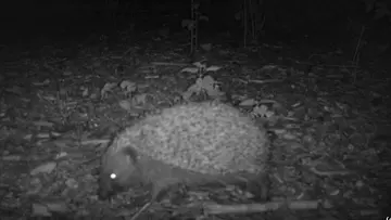 night_time_photo_one_hedgehog