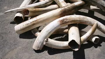 Elephant tusks in a pile