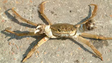 A close up of a mitten crab