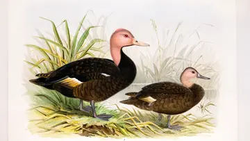 pink_headed_duck_painting