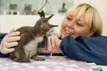 zookeeper_with_baby_penguin_in_clinic