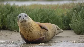seal_lifting_neck_to_face_camera_in_sand