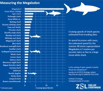 Chart showing the difference in size between the megalodon and modern species