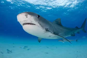 Tiger shark in bright blue ocean with other smaller fish around it