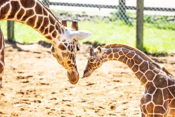 two giraffes with heads together