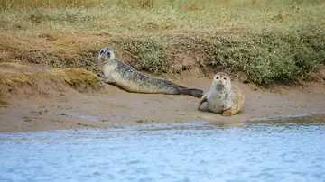 Two seals beside river bank