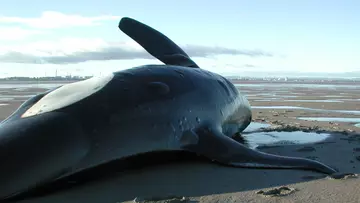 A killer whale stranding on a sandbank in the River Mersey