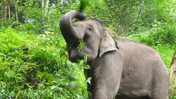 Asian elephant browsing 