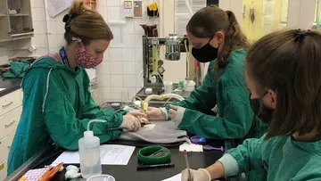 Veterinary health examinations on a hazel dormouse