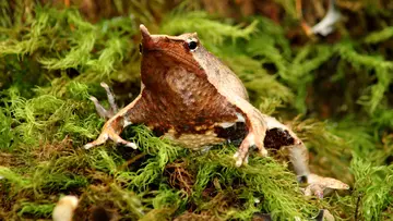 Darwin's frog