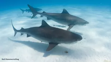 tiger sharks