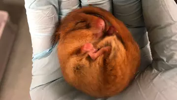 Dormouse being held in a hand