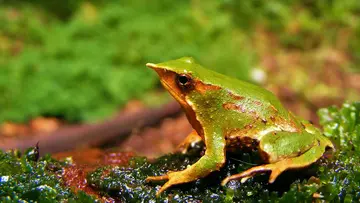 Darwin's frog on a log