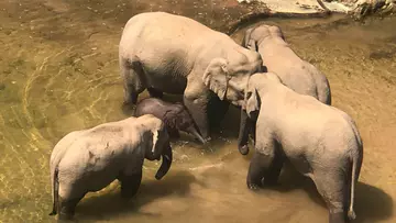 Four Asian elephants in water in China