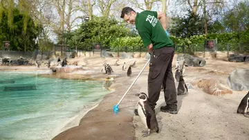 A keeper cleaning Penguin Beach at ZSL London Zoo