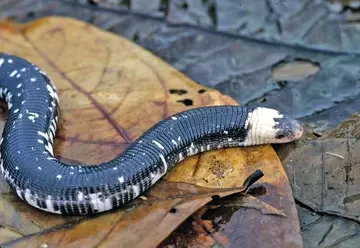 Amphisbaena fulginosa (worm lizard) in leaf litter