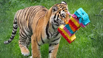 Tiger cub with pinata in its mouth at Whipsnade Zoo