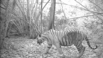 Tiger spotted in tiger at night on camera trap - first time in four years in Western Thailand