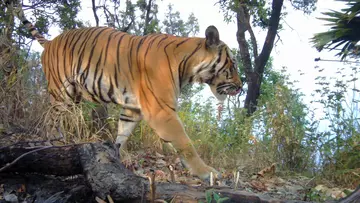 Tiger in western Thailand spotted on camera trap