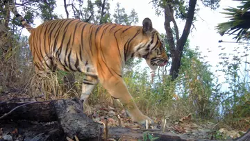 Tiger in western Thailand spotted on camera trap