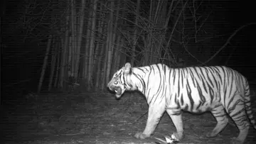Endanger Indochinese tiger in Western Thailand in forest at night, camera trap photo