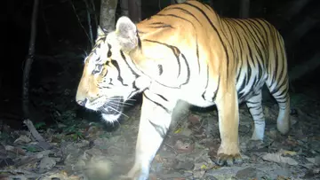 An endangered tiger in western Thailand caught on camera trap at night